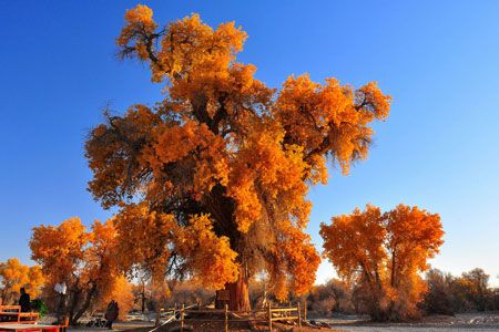 美哉秋韻：喀納斯、禾木、可可托海、胡楊攝影10日游