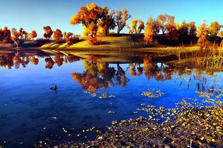 完美秋韻：喀納斯、禾木、胡楊、沙漠?dāng)z影13日游