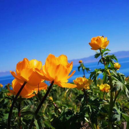 域上北疆：喀納斯、禾木、賽里木湖、那拉提、巴音布魯克、獨(dú)庫(kù)公路拼車(chē)8日游