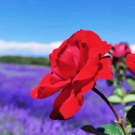 花漾伊犁：賽里木湖、昭蘇天馬文化園、喀拉峻、那拉提、巴音布魯克、獨(dú)庫(kù)公路拼車(chē)5日游