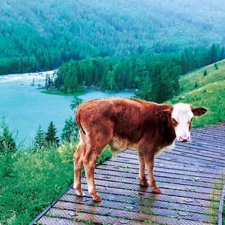 一生必游：天池、吐魯番、喀納斯、伊犁北疆環(huán)游10日