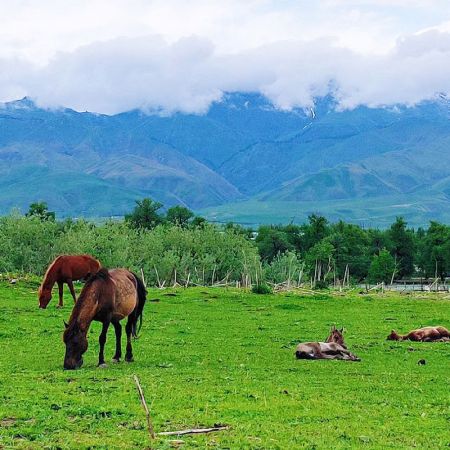伊犁牧場(chǎng)：天池、賽里木湖、那拉提、巴音布魯克、吐魯番環(huán)游8日