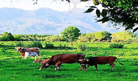 獨(dú)庫(kù)北疆：喀納斯、伊犁、可可托海、天池環(huán)游8日